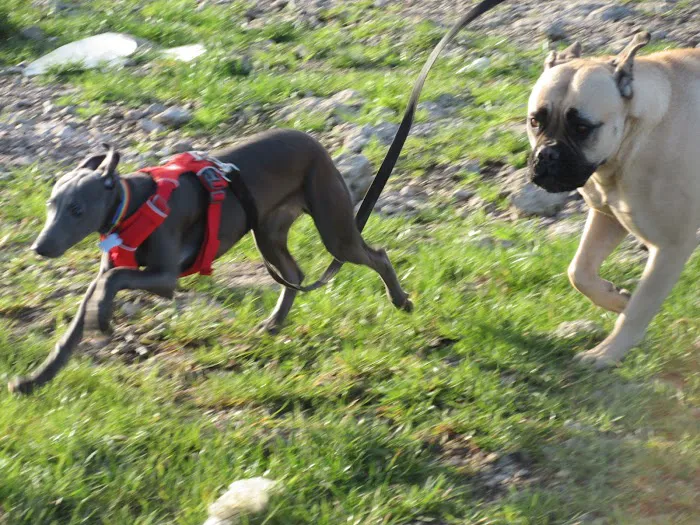 Microchipping implanter Picture 6