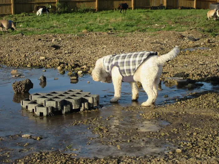 Microchipping implanter Picture 8