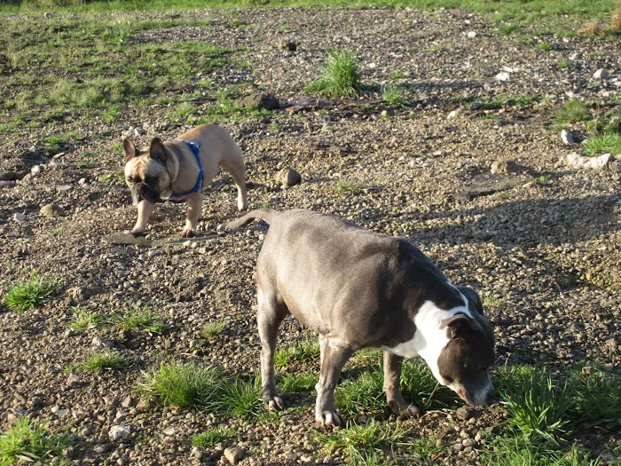 Microchipping implanter Picture 10