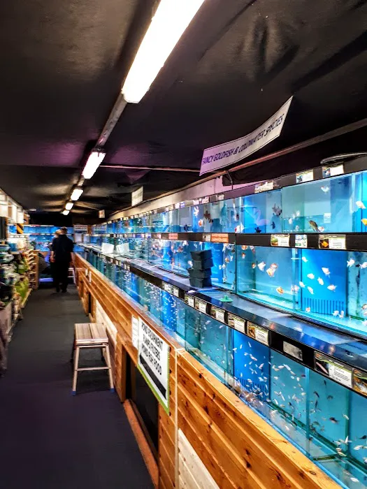 Maidenhead Aquatics Blackpool Picture 7