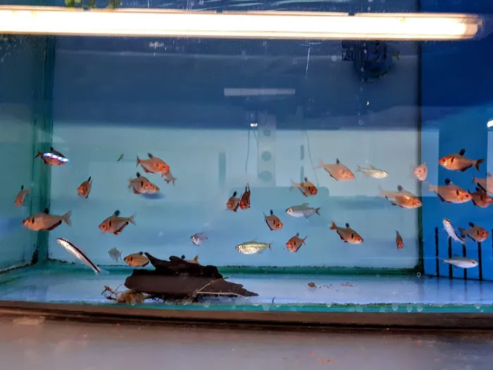 Maidenhead Aquatics Blackpool Picture 1