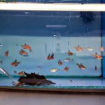 Maidenhead Aquatics Blackpool