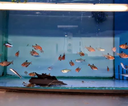 Maidenhead Aquatics Blackpool