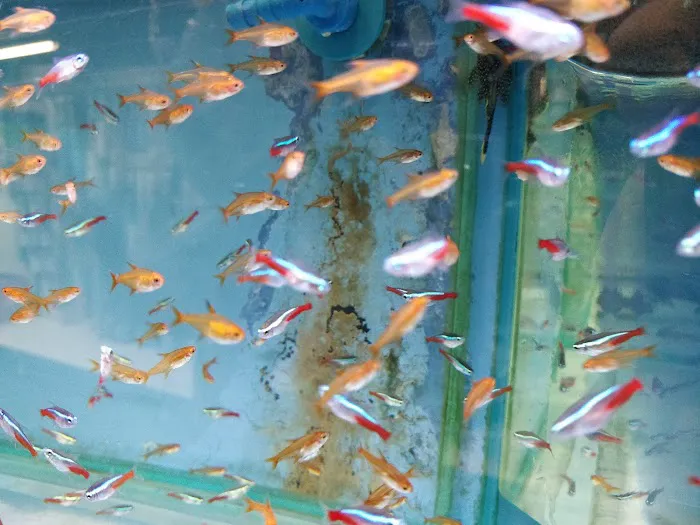 Maidenhead Aquatics Blackpool Picture 10