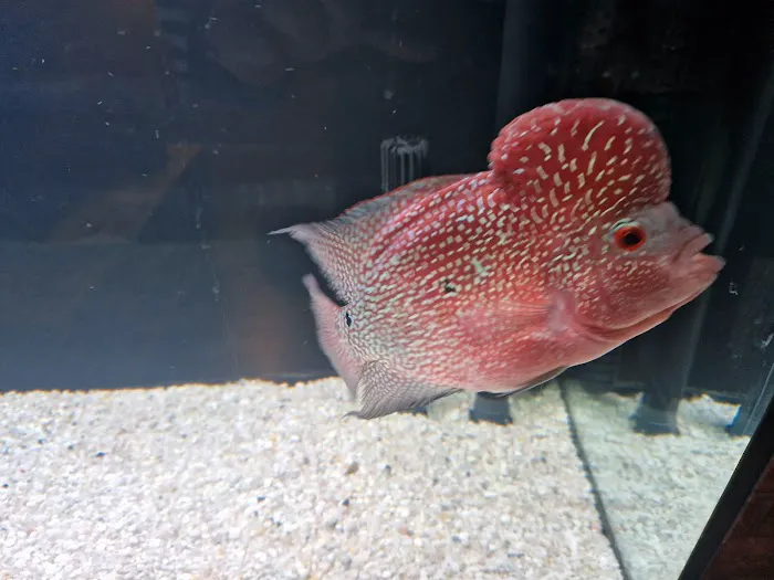 Norbreck Aquatics Picture 1