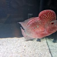 Norbreck Aquatics ico