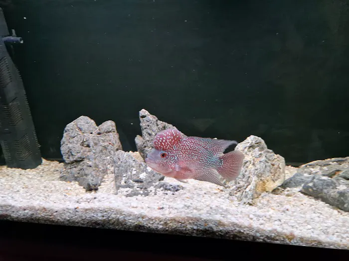 Norbreck Aquatics Picture 2