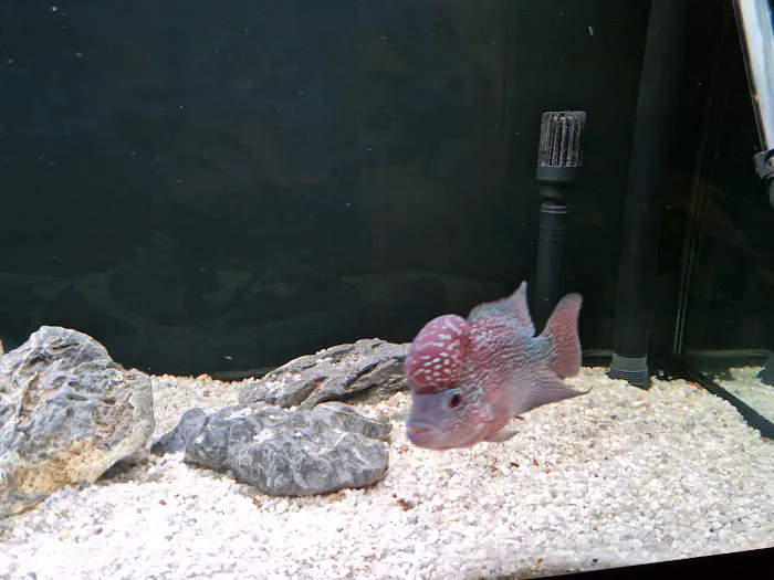 Norbreck Aquatics Picture 3