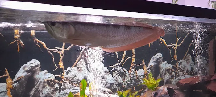 Norbreck Aquatics Picture 10