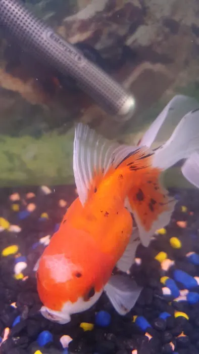 Norbreck Aquatics Picture 7