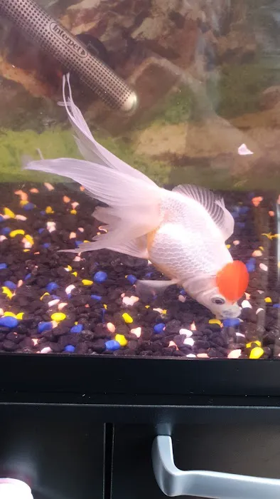 Norbreck Aquatics Picture 6