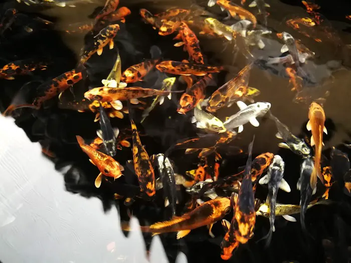 Norbreck Aquatics Picture 9