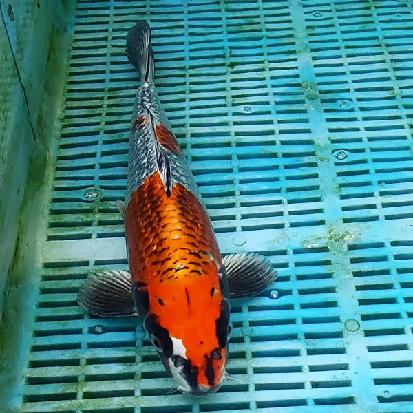 Love Aquatics Picture 2