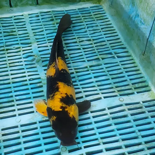 Love Aquatics Picture 3