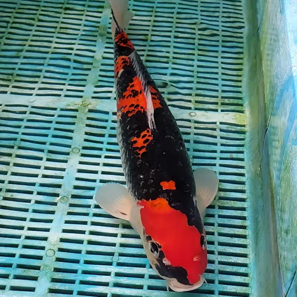 Love Aquatics Picture 1