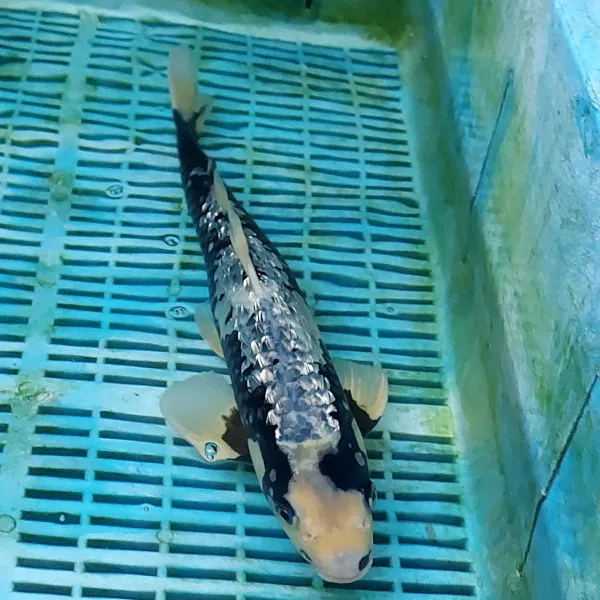 Love Aquatics Picture 9