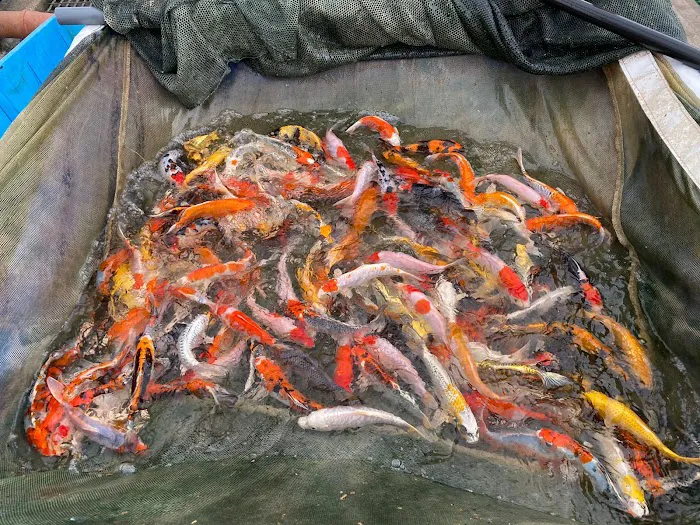 Love Aquatics Picture 10