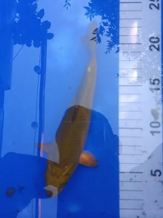 THE KOI POND Picture 3