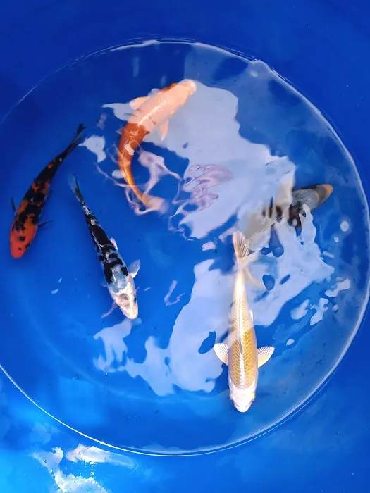 THE KOI POND Picture 8