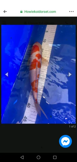 THE KOI POND Picture 7