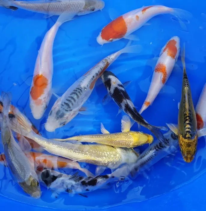 THE KOI POND Picture 9