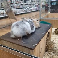 Pets at Home Blackpool ico