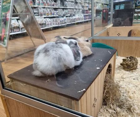 Pets at Home Blackpool