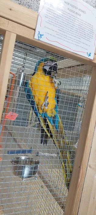 Birdman parrot rescue centre ltd Picture 1