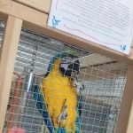 Birdman parrot rescue centre ltd