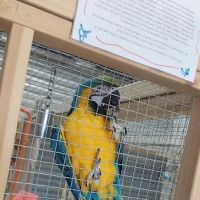 Birdman parrot rescue centre ltd ico