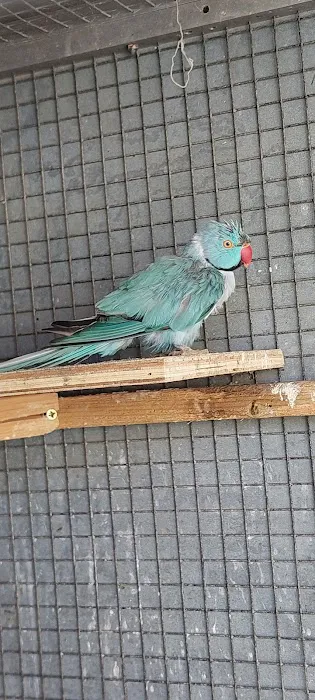 Birdman parrot rescue centre ltd Picture 2