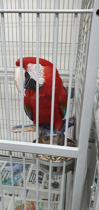 Birdman parrot rescue centre ltd Picture 7