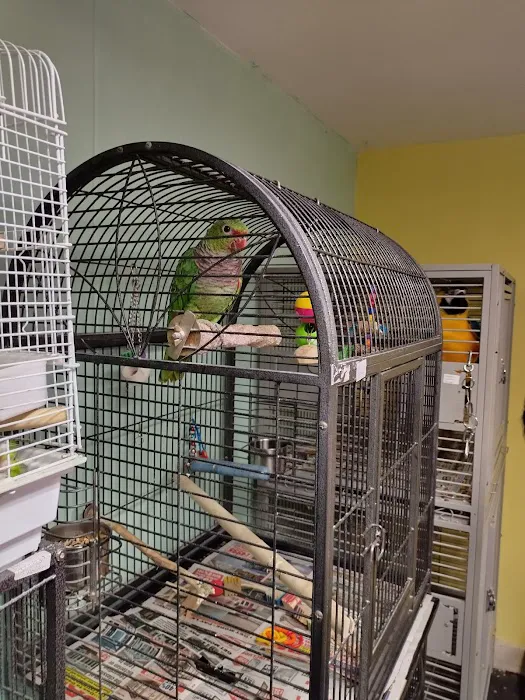 Birdman parrot rescue centre ltd Picture 8