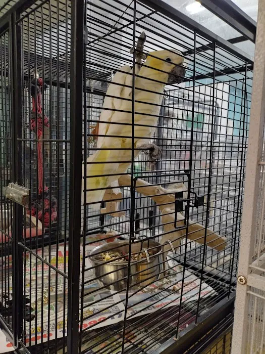 Birdman parrot rescue centre ltd Picture 9