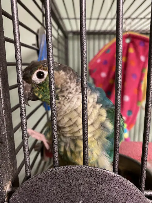 Birdman parrot rescue centre ltd Picture 4