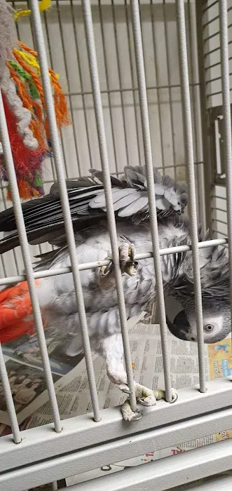 Birdman parrot rescue centre ltd Picture 5