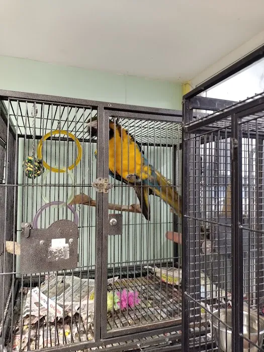 Birdman parrot rescue centre ltd Picture 6