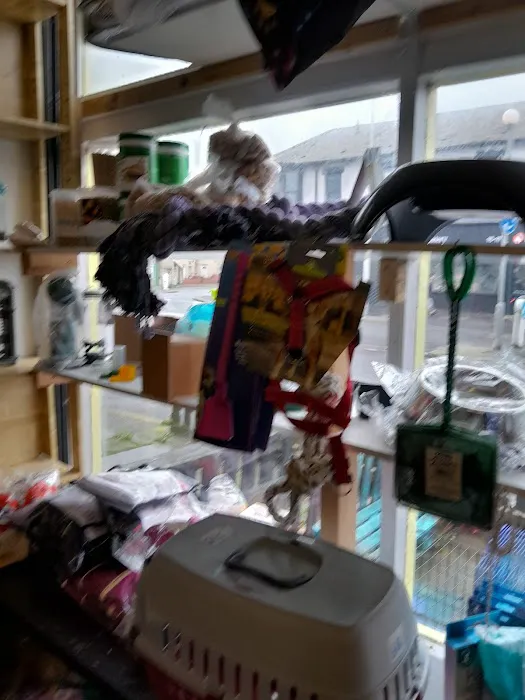 Pet Arcade Picture 9