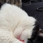 Vets4Pets - Sunderland