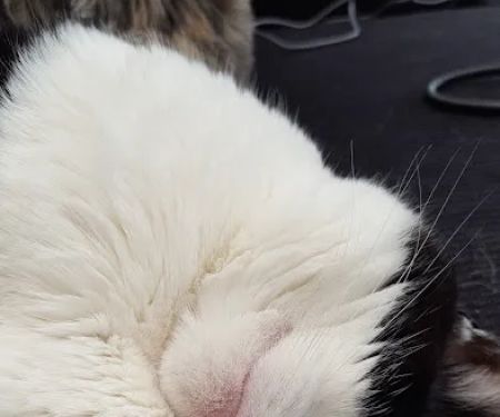Vets4Pets - Sunderland