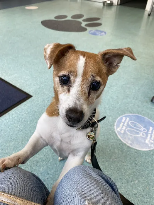 Vets4Pets - Sunderland Picture 4