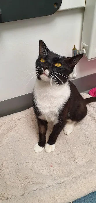 Vets4Pets - Sunderland Picture 5