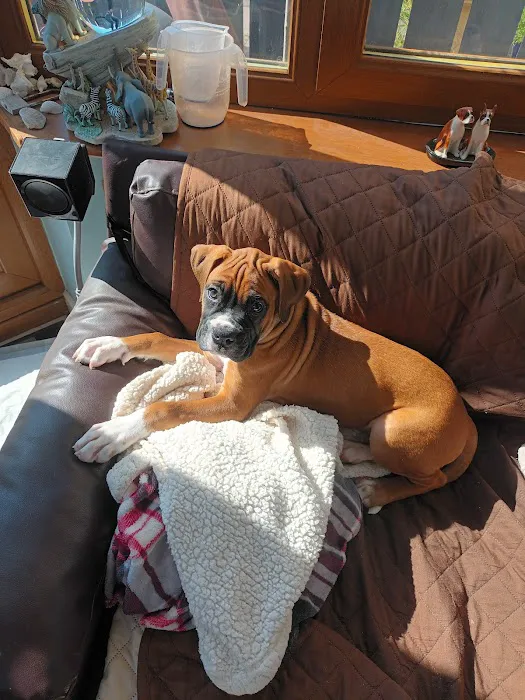 Vets4Pets - Sunderland Picture 10