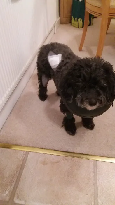 Mere Road Veterinary Surgery Picture 7