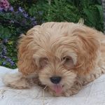 Vets4Pets - Blackpool Warbreck