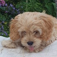 Vets4Pets - Blackpool Warbreck ico