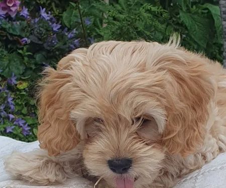 Vets4Pets - Blackpool Warbreck