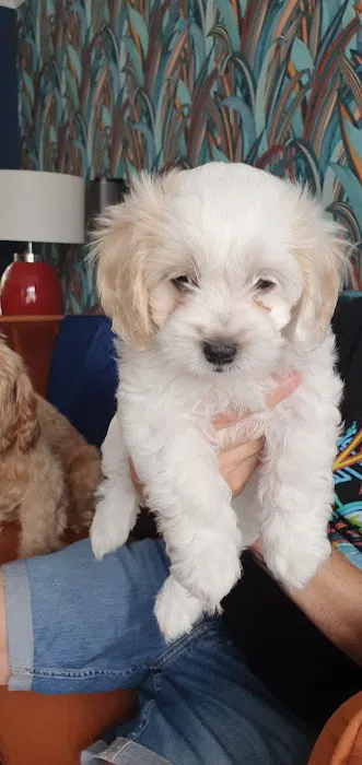 Vets4Pets - Blackpool Warbreck Picture 4