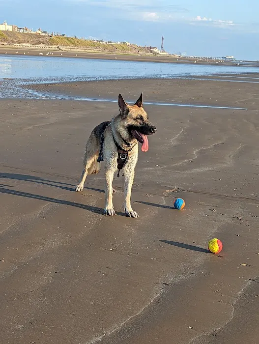 Vets4Pets - Blackpool Warbreck Picture 6