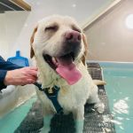 Willow's Hydrotherapy Ltd